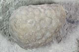 Three Cystoid Fossils (Holocystites) - Indiana #106269-1